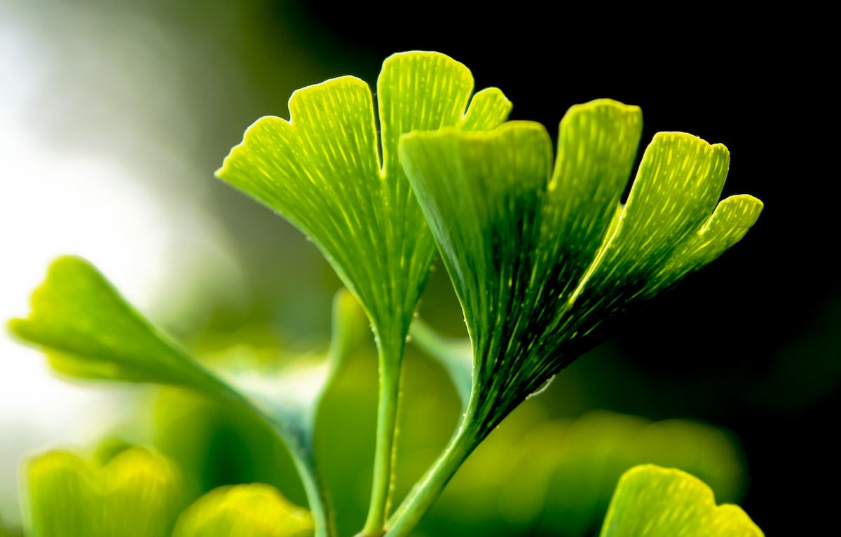 ginkgo-banner